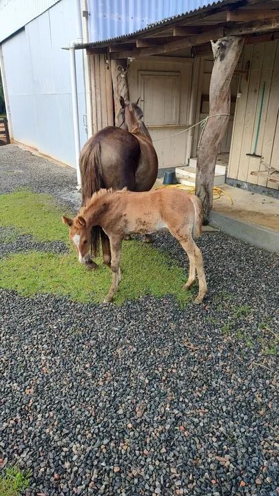 Égua mais potranca marcahdeira  - Foto 2