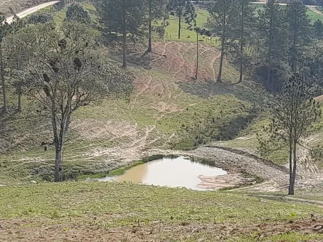 Sítio 24,7 Hectares, açude, riacho, pastagem - 4ª Linha, Angelina  - Foto 3