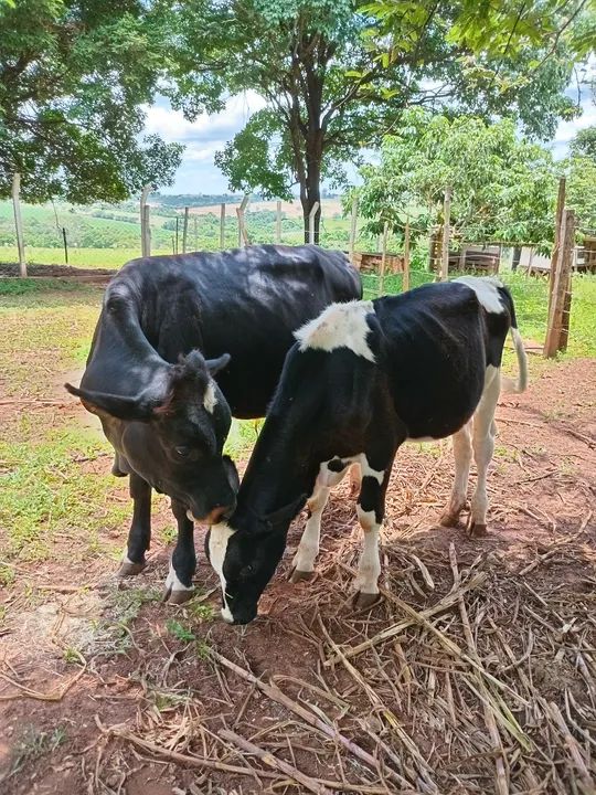 Vendo 2 bezerros machos - Foto 4
