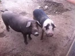 Porcos para doação  - Foto 2