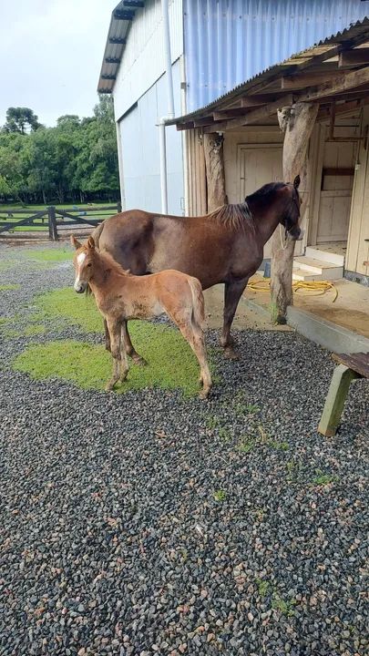 Égua mais potranca marcahdeira 