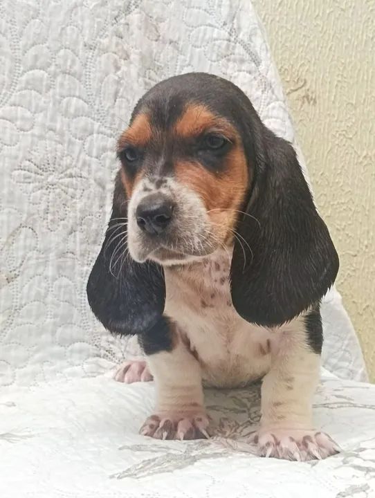 Basset Hound  - Foto 2