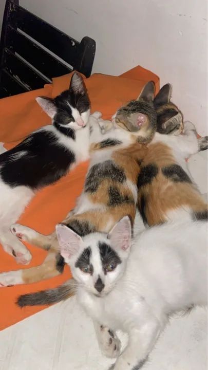 Gatinhos fofinhos para adoção