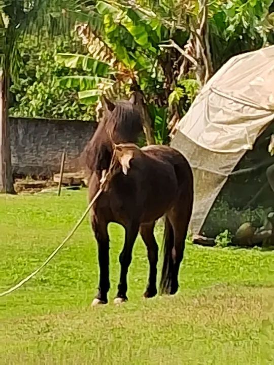Duas ponei mini cavalo para venda - Foto 4