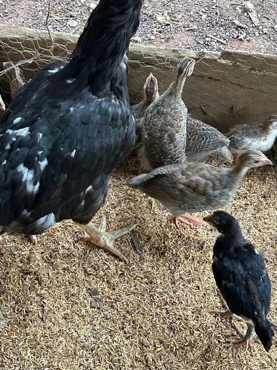 Lote com 60 angolas para venda  - Foto 4