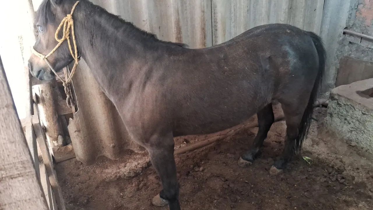 Duas ponei mini cavalo para venda - Foto 2