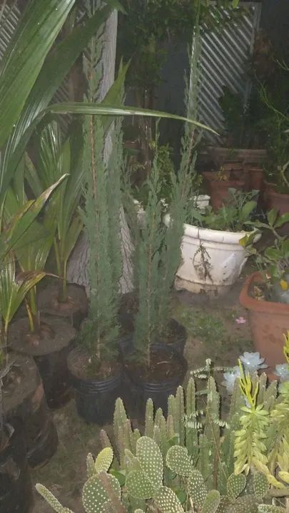 Cipreste italiano.original....vela. - Foto 2