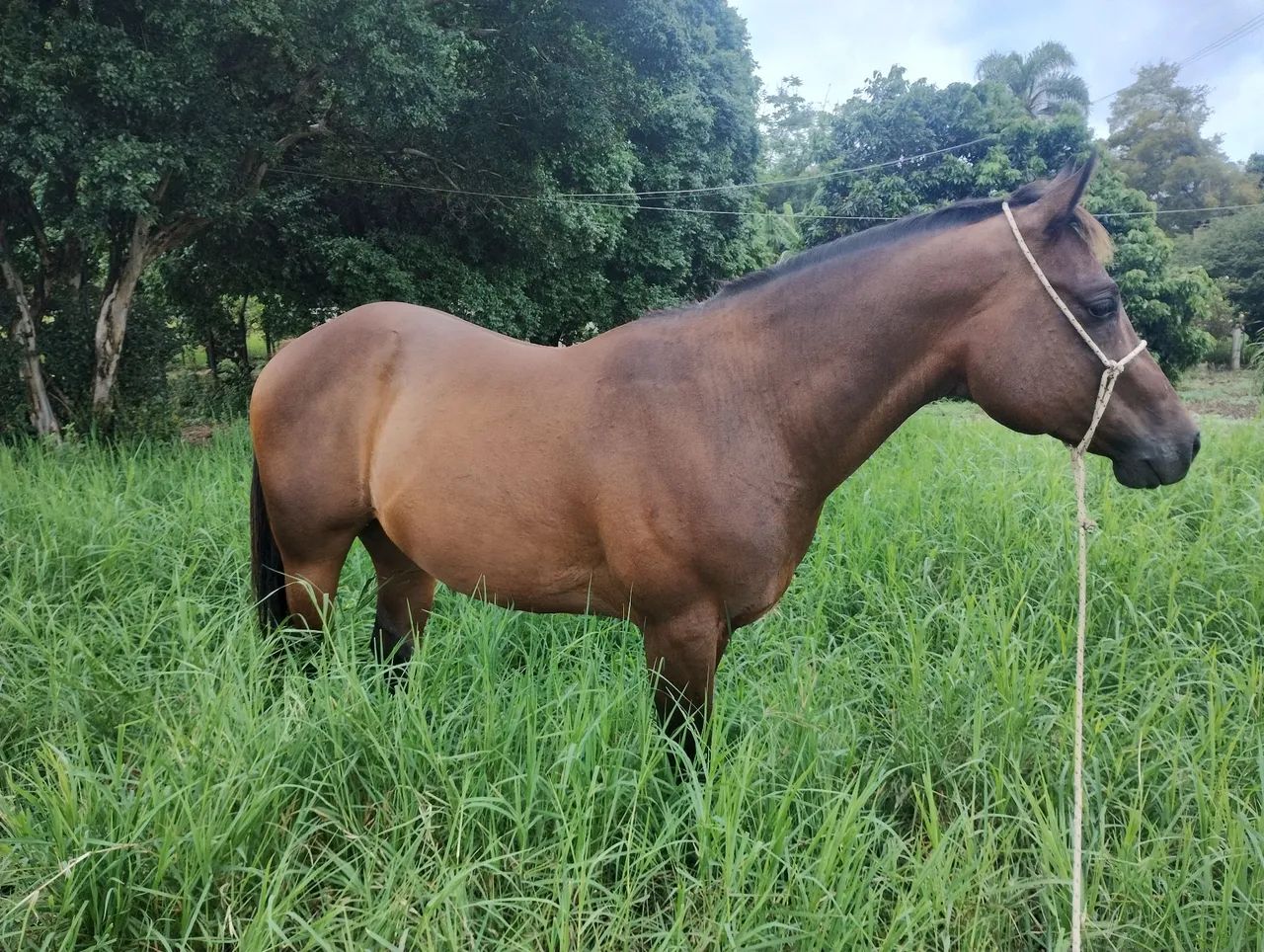 Cavalo Quarto de Milha PO