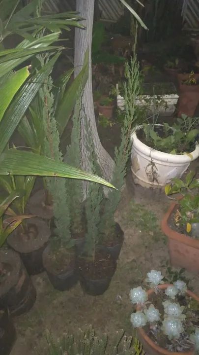 Cipreste italiano.original....vela. - Foto 3