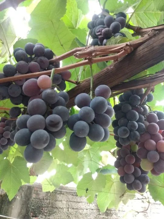 Mudas de uvas  - Foto 3