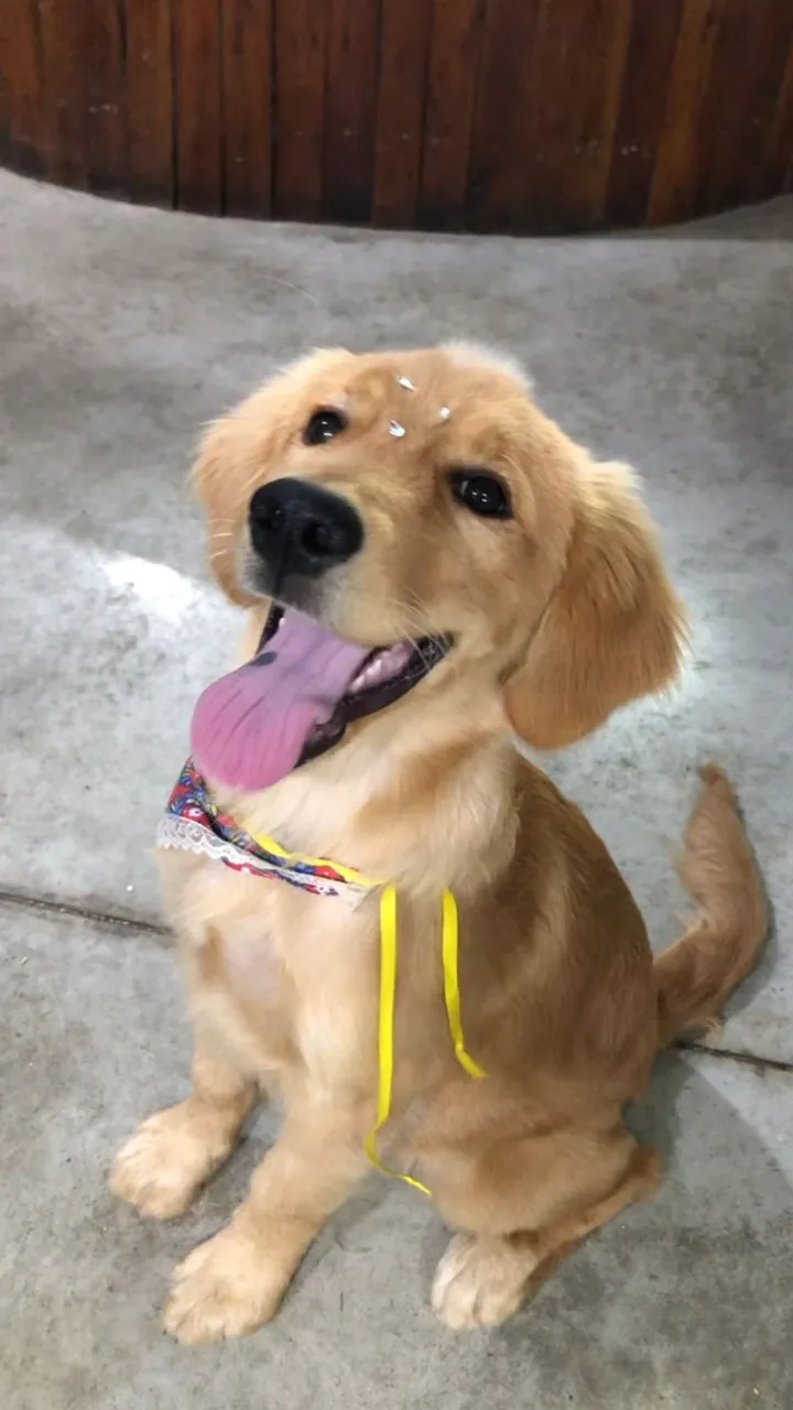 Golden Retriever