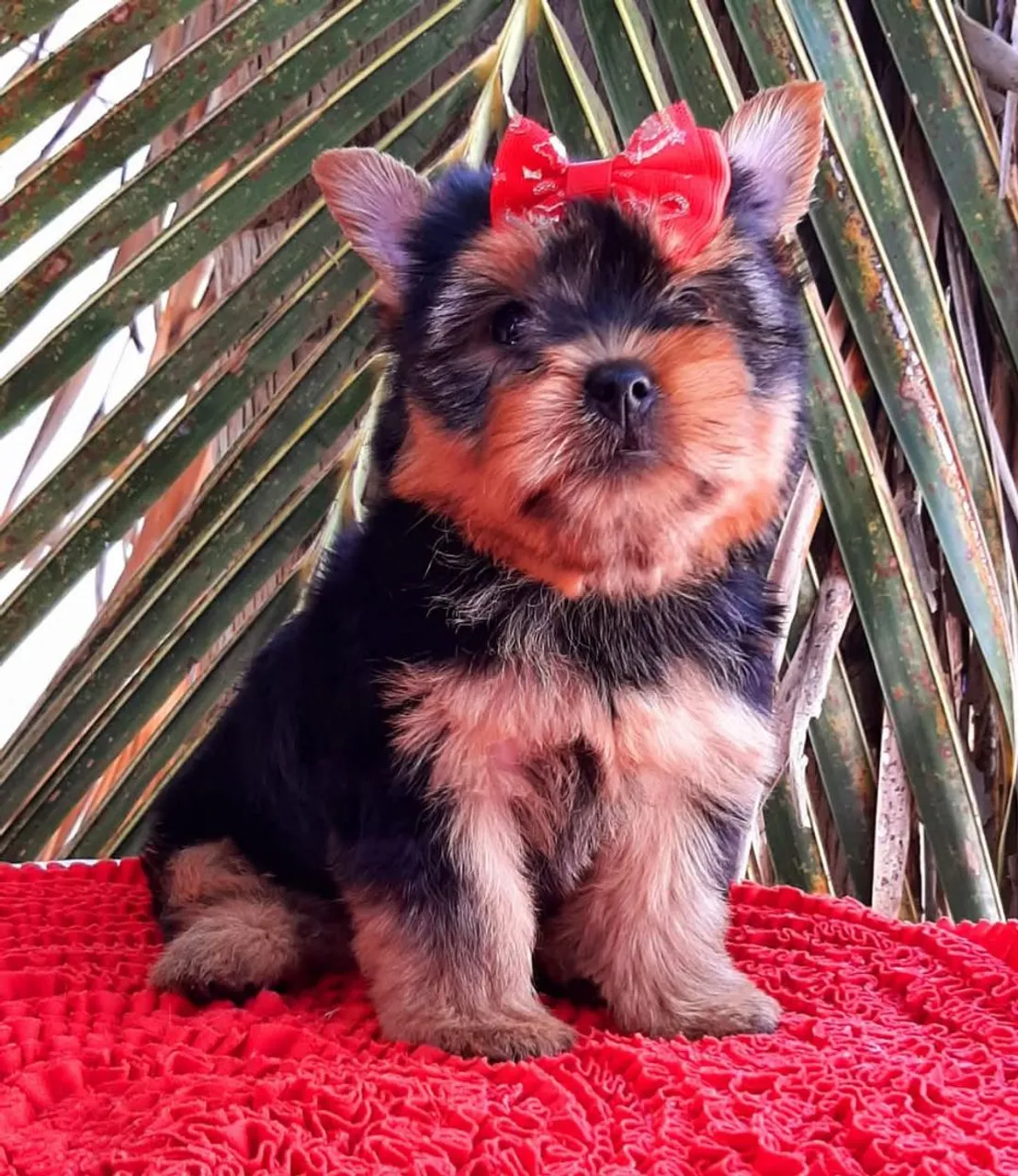 Filhote de Yorkshire Terrier fêmea micro