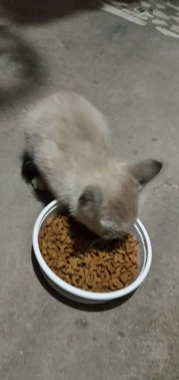 Adoção de urgência ?