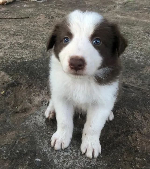 Border Collie - Foto 5