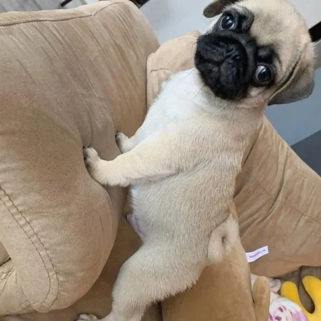 Filhotes de Pug | Lindos e com ótimo temperamento!
