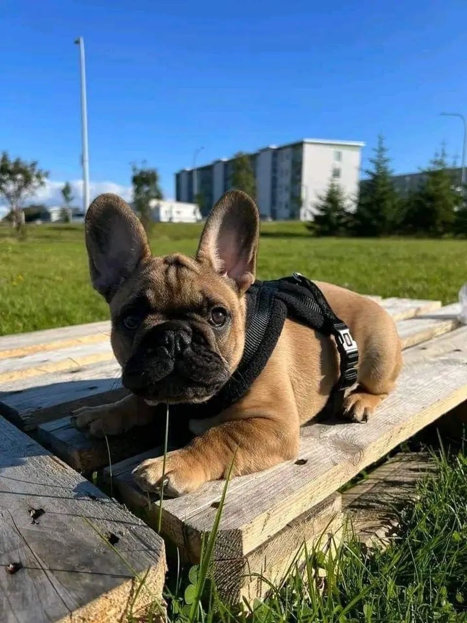 Cães Da Raça Bulldogue Francês 