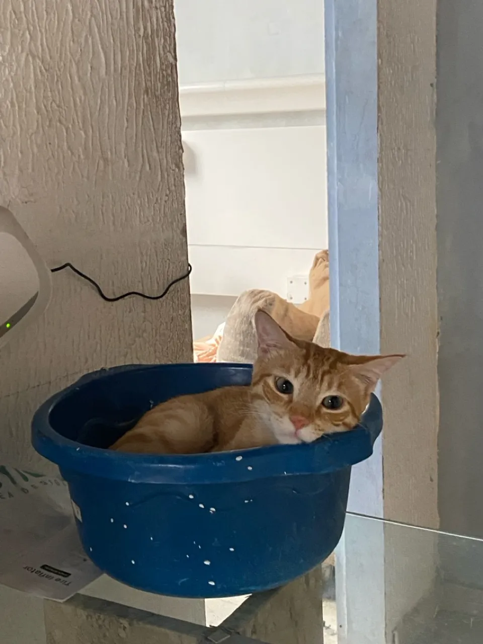 ADOÇÃO RESPONSÁVEL