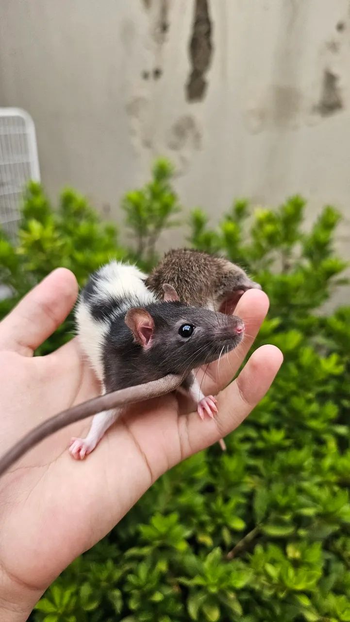 Ratos twister (Exotic pets house)