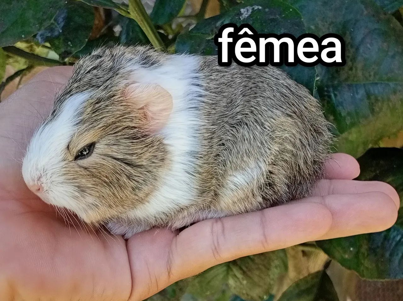 Fêmea de Porquinho da Índia