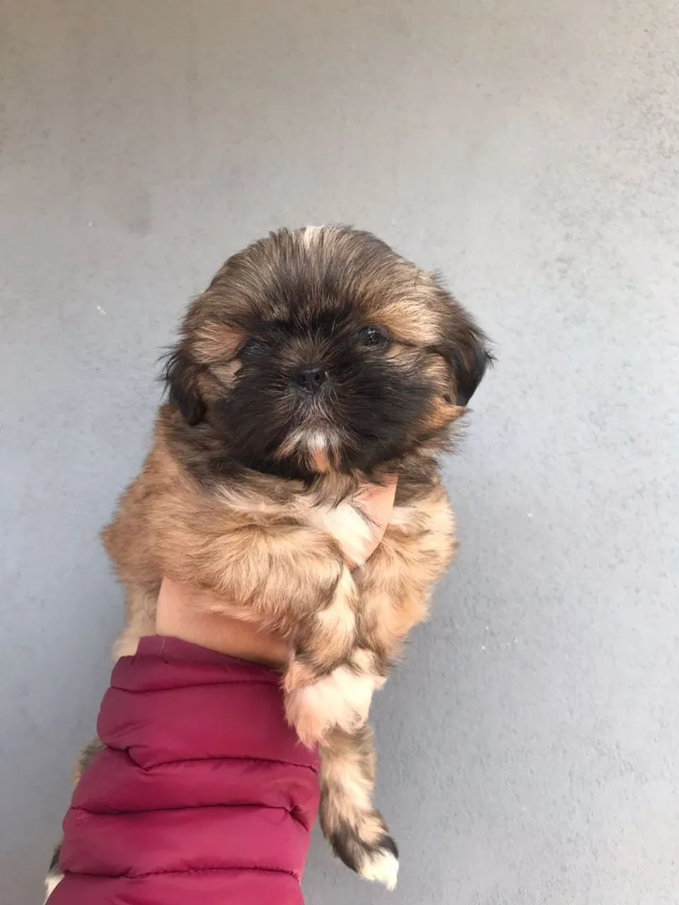 Filhote Shih Tzu macho