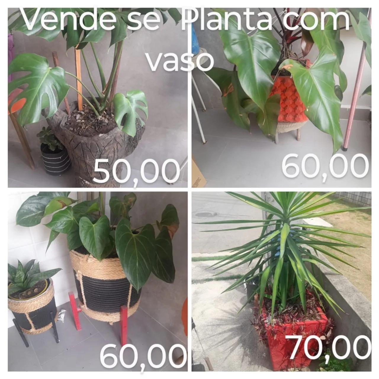 Vende-se Plantas com vaso