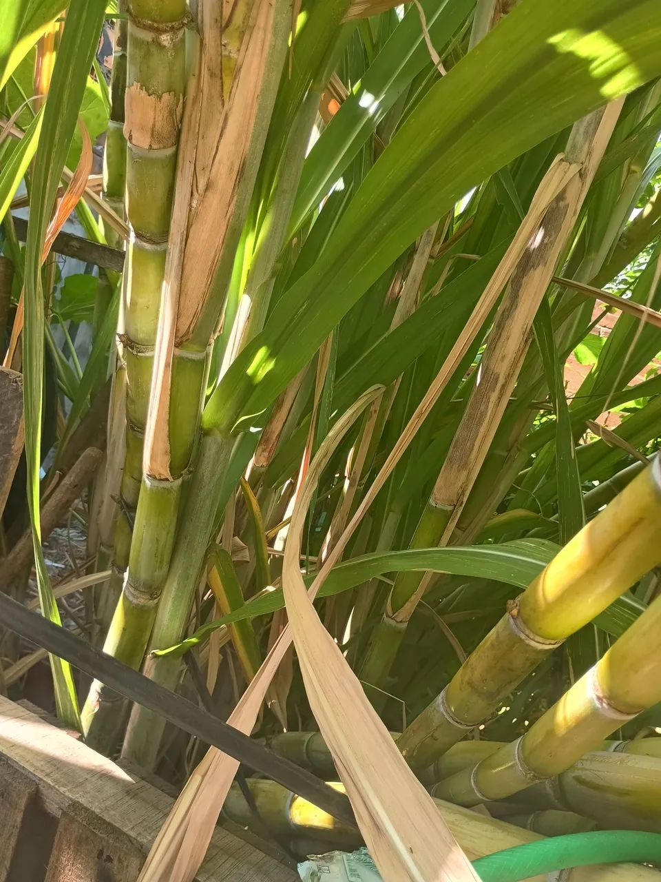 Cana-de-açúcar para venda - Foto 4