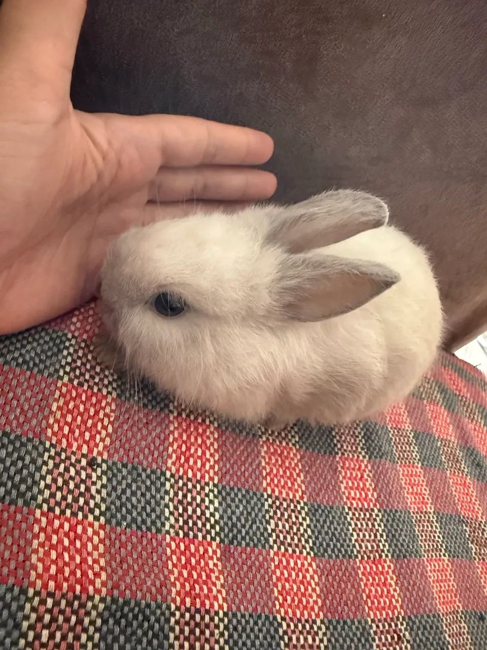 Mini coelho64684501808643123