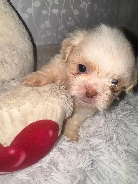 Shih Tzu filhote - Foto 3