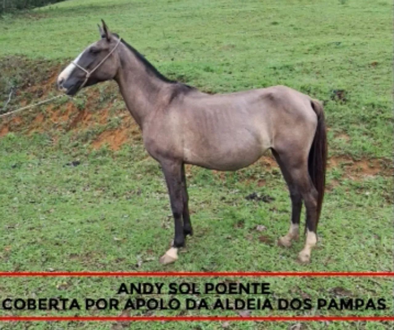 Éguas MANGALARGA MARCHADOR  - Foto 4