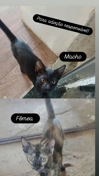 Doação de gatinhos 