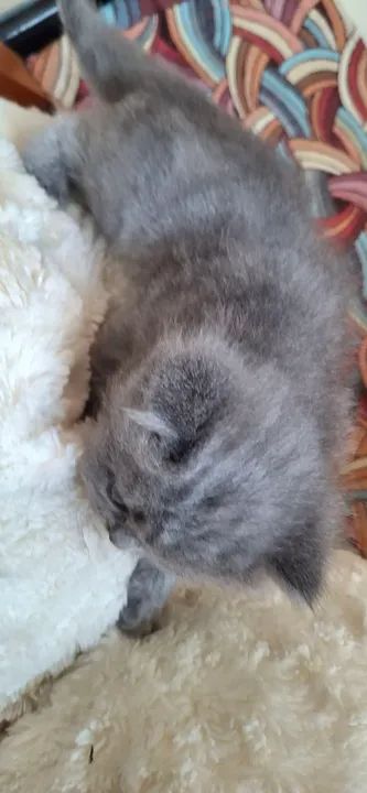 Vendo Gatinho - Foto 2