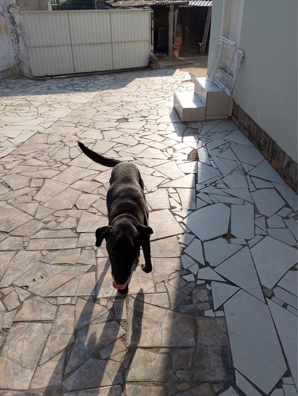 Cachorro para doação - Foto 2