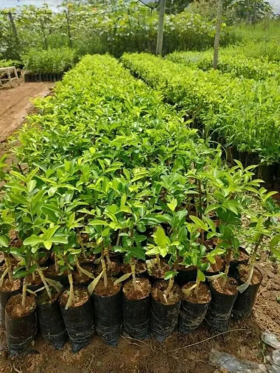 Vendo mudas frutiferas zap * - Foto 3