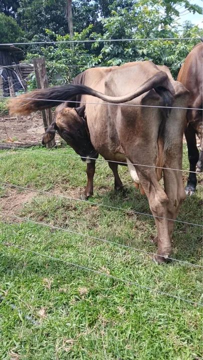 2 vacas, 3 novilhas e 3 bezerros!! - Foto 6