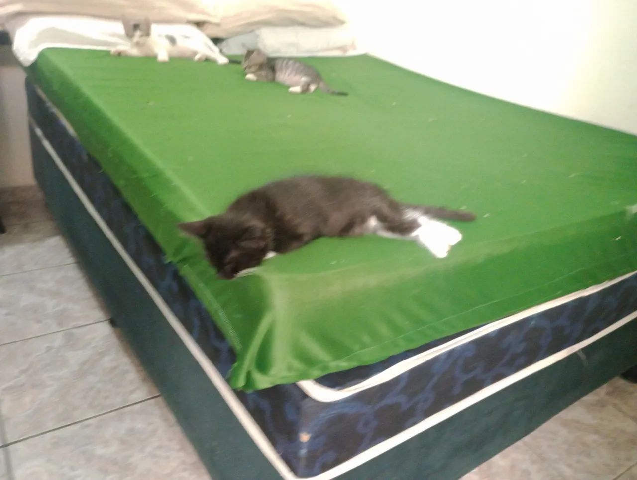 2 lindas gatinhas fêmeas para adoção  - Foto 4