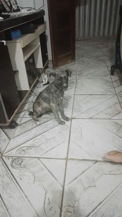Cachorro para adoção