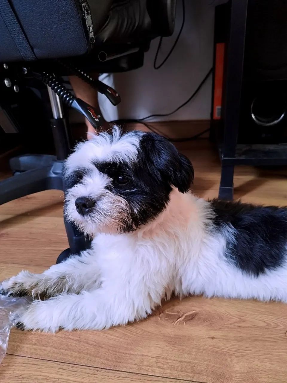 Adoção Filhote de Shih Tzu - Foto 3