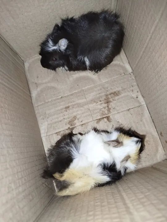 Vende-se porquinho da índia 100 cada - Foto 2