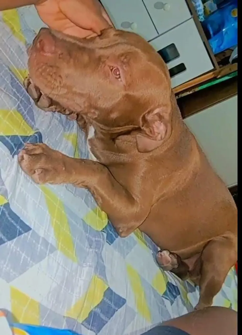 Filhote de Pitbull para adoção