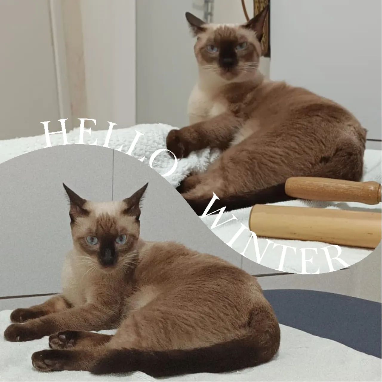 Adoção Responsável -Gata Siamesa  - Foto 2