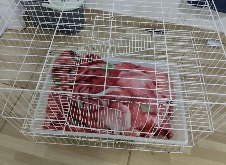 Gaiola para Roedores - Foto 3