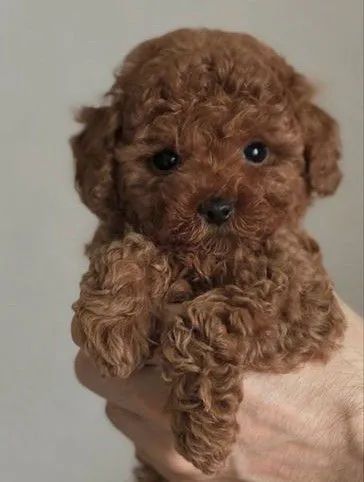 Poodle caramelo macho