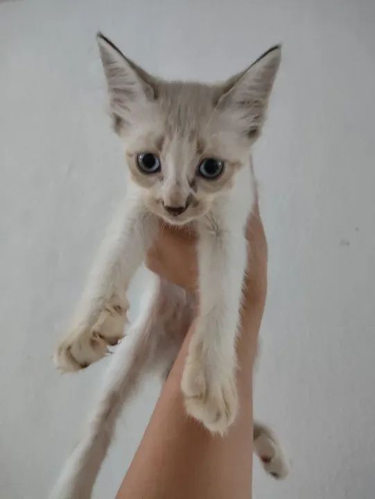 Gatinhos para adoção  - Foto 4