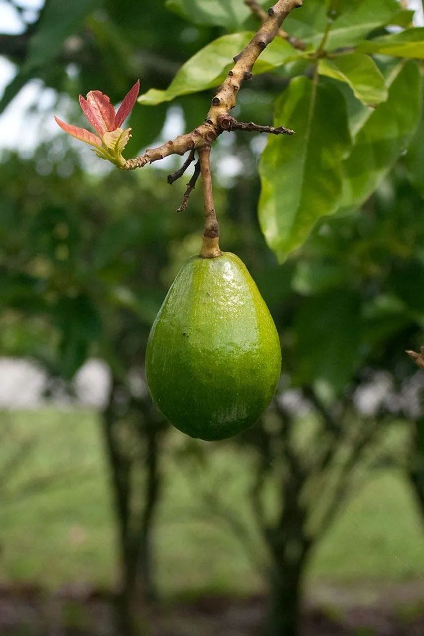 FRUTÍFERA ENXERTADA: ABACATE MANTEIGA PARA VASOS 