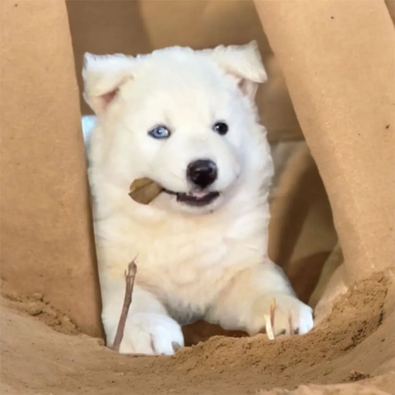 Husky Siberiano - Filhote Macho - Foto 2