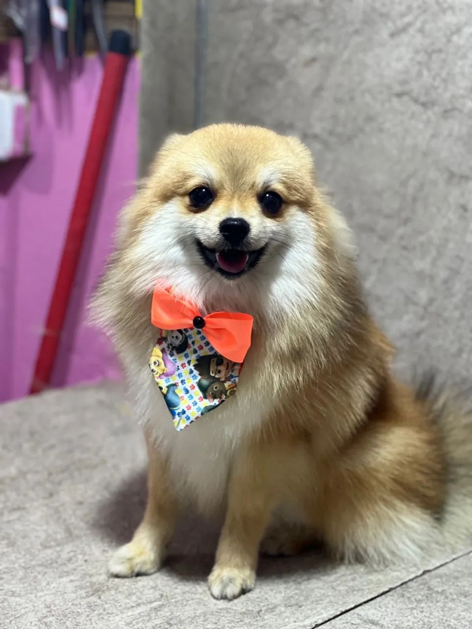 Spit Alemão macho com 7 meses 