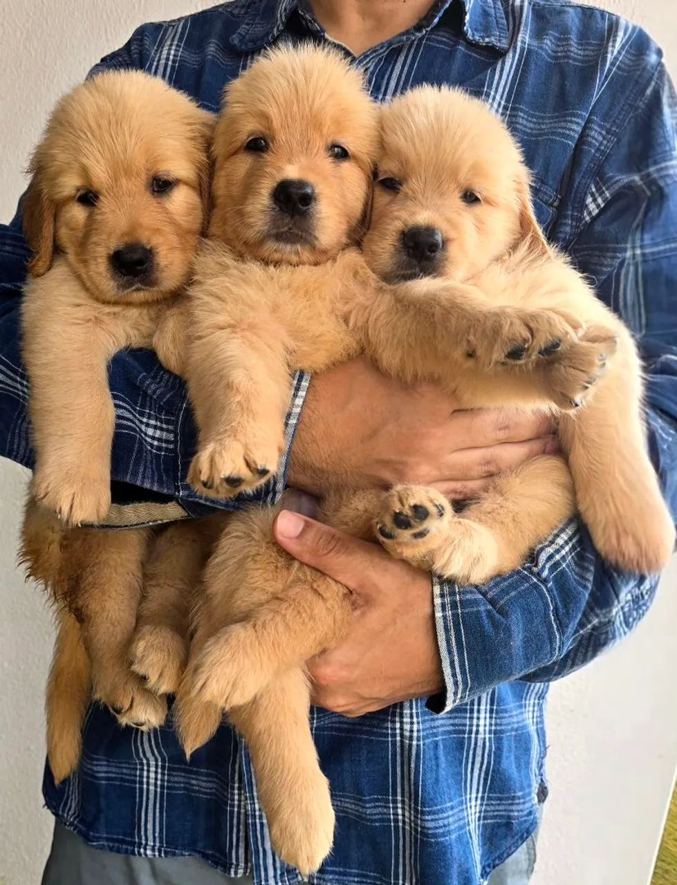 LINDOS FILHOTES GOLDEN RETRIEVER- Pais Saudáveis, Vacinados e Super Dóceis! - Foto 5