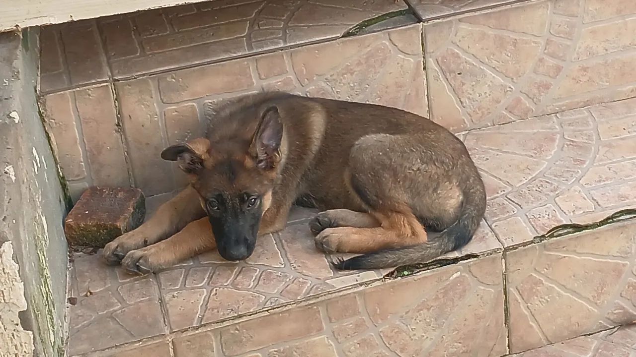 Pastor malinóis  - Foto 2