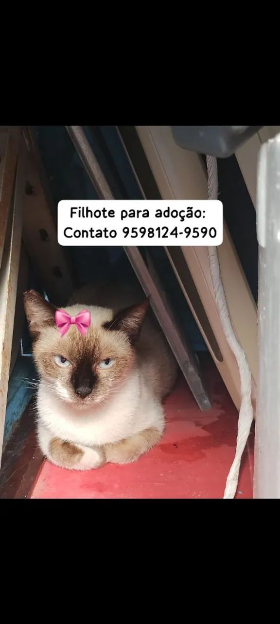 Gatinha siamês para adoção!