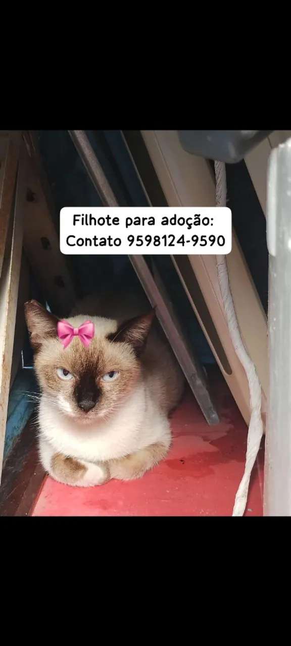 Gatinho siamês para adoção!